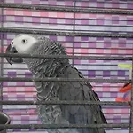 شقة فندقية Gerani